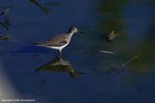 Sandpiper.jpg