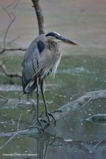 Great-Blue-Heron.jpg