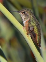 Hummer9.jpg