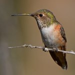 Hummer25.jpg