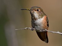 Hummer21.jpg
