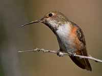 Hummer23.jpg
