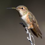 Hummer26.jpg