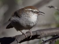 Wren5.jpg