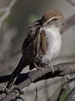 Wren10.jpg