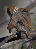 Wren13.jpg