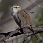 Wren15.jpg