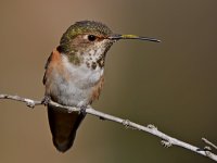 Hummer22.jpg