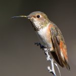 Hummer27.jpg