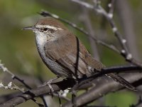 Wren4.jpg