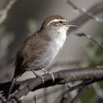Wren7.jpg