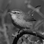 WrenBW.jpg