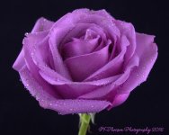 Purple Rose  8-16-2016.jpg