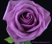 Purple Rose #2  8-16-2016.jpg