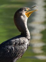 Cormorrant.jpg