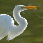Egret3.jpg