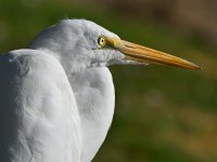 Egret4.jpg