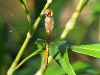 DragonFly2.jpg