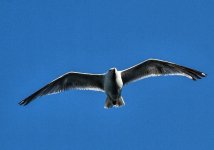 DSC_4072bird.jpg
