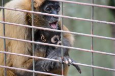 Hamilton Zoo.37.jpg