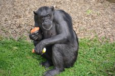 Hamilton Zoo.29.jpg
