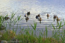 Ten Ducks 8-17-2016.jpg