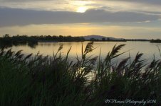 Reeds by the Lake 8-17-2016.jpg