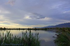 Reeds by the Lake #3 8-17-2016.jpg