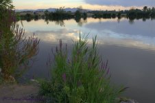 Purple Flowers by the Lake 8-17-2016.jpg