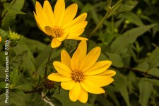 Flowers-2548-Edit.jpg