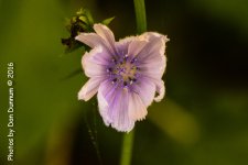 Flowers-2554-Edit.jpg
