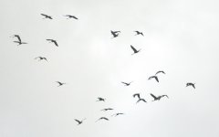 flock DSC_3748+herons-0002.jpg