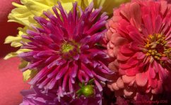 Purple, Yellow, and Coral Zinnias 8-18-2016.jpg