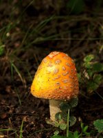 mushroom DSC_1466+PL at Bodnar Farm-0024.jpg
