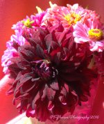 Cammie's Flowers #2 8-18-2016.jpg