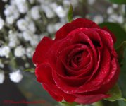 Red Rose 8-18-2016.jpg