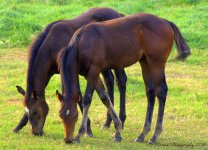 Two Foals 8-18-2016.jpg