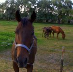 Two Mare's and Two Foal's 8-18-2016.jpg