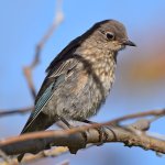 Bluebird2.jpg