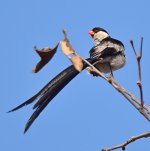 Whydah3.jpg