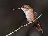 Hummer6.jpg