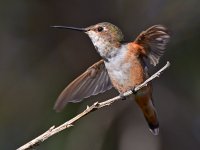 Hummer8.jpg