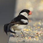 Whydah6.jpg