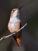 Hummer7.jpg