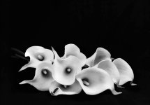 Arums 100_9017.jpg