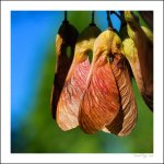 maple seeds.jpg