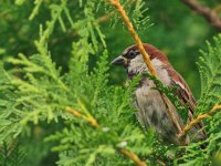 DSC_0869+Many Sparrows-0112.jpg