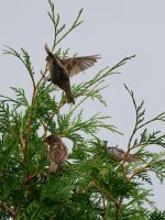 DSC_0941+Many Sparrows-0103.jpg