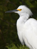 Egret6.jpg