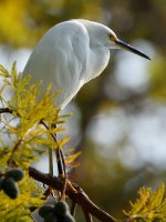 Egret10.jpg